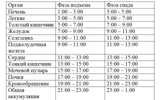 Струя бобра — лечебные свойства, противопоказания и как принимать