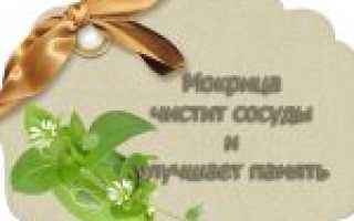 Трава мокрица описание сорта и сфера применения