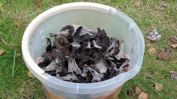 Чёрные лисички