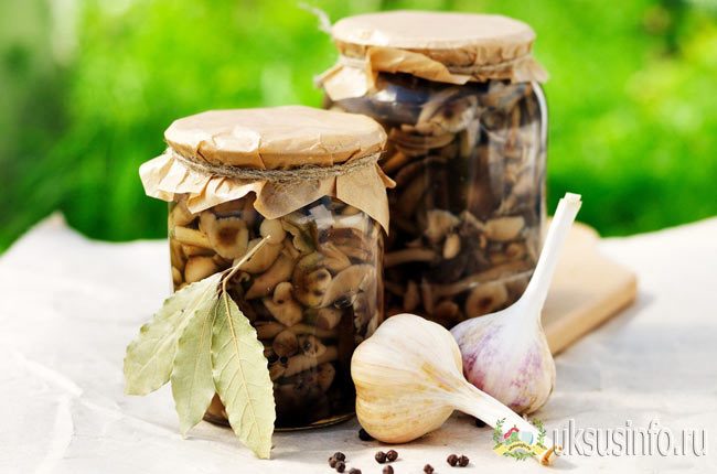 Грибные заготовки на зиму в банках