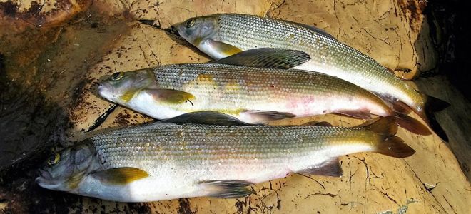 хариус что за рыба