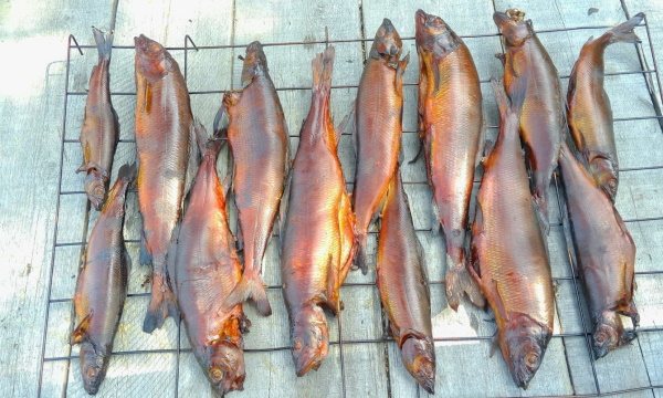 Хариус рыба. Фото, описание, рецепт в духовке, на сковороде, соленый, копченый, вяленый