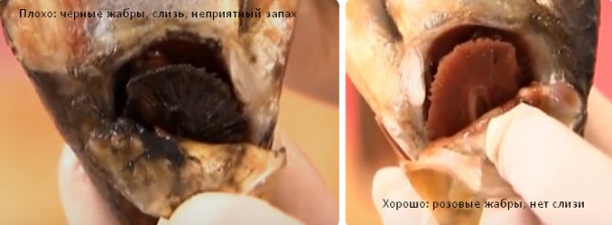 как посолить селедку в домашних условиях вкусно