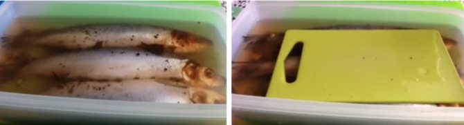 как посолить селедку в домашних условиях вкусно