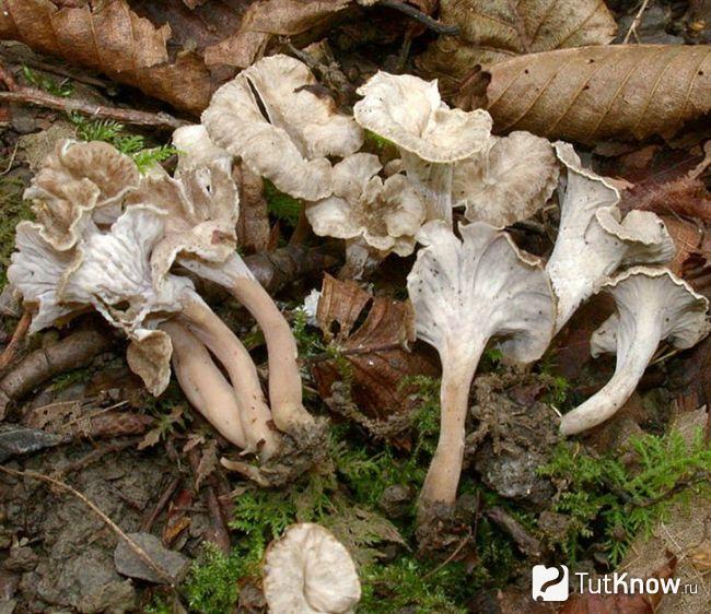 Как выглядит лисичка серая