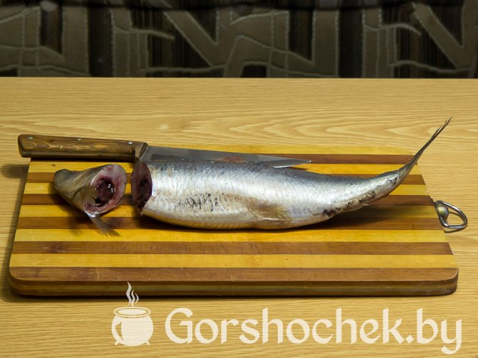 Как засолить селёдку в домашних условиях отрезаем селёдке голову