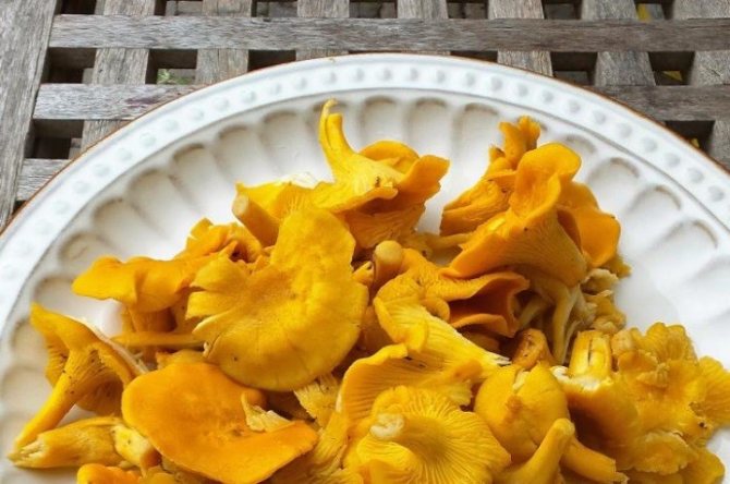 Лисички имеют прекрасный вкус