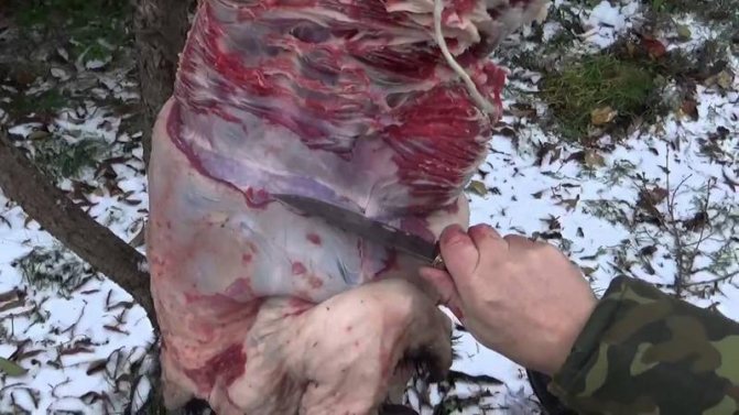 Подготовка тушки бобра