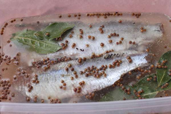 Рецепт засолки сельди пряного посола