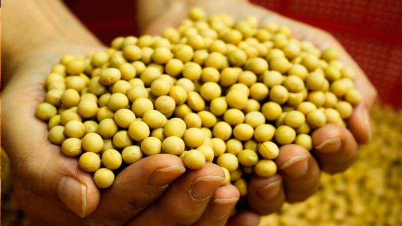 Соевые бобы из который производят тофу бобовый творог