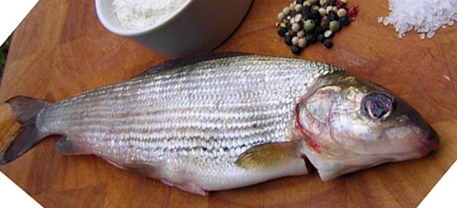 соленый хариус